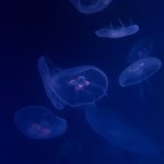 Photo Submersible lights