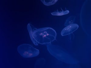 Photo Submersible lights