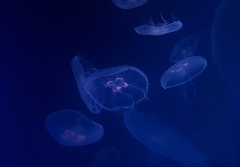 Photo Submersible lights