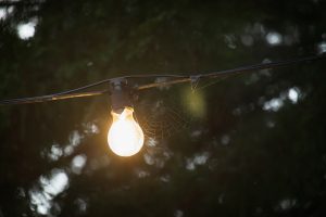 Photo Storytelling bird lighting