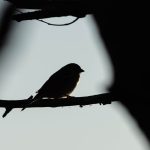 Photo Storytelling bird lighting