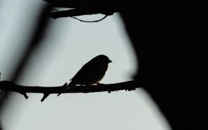 Photo Storytelling bird lighting