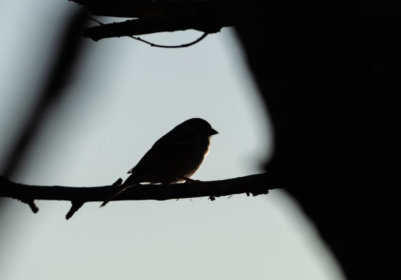 Photo Storytelling bird lighting