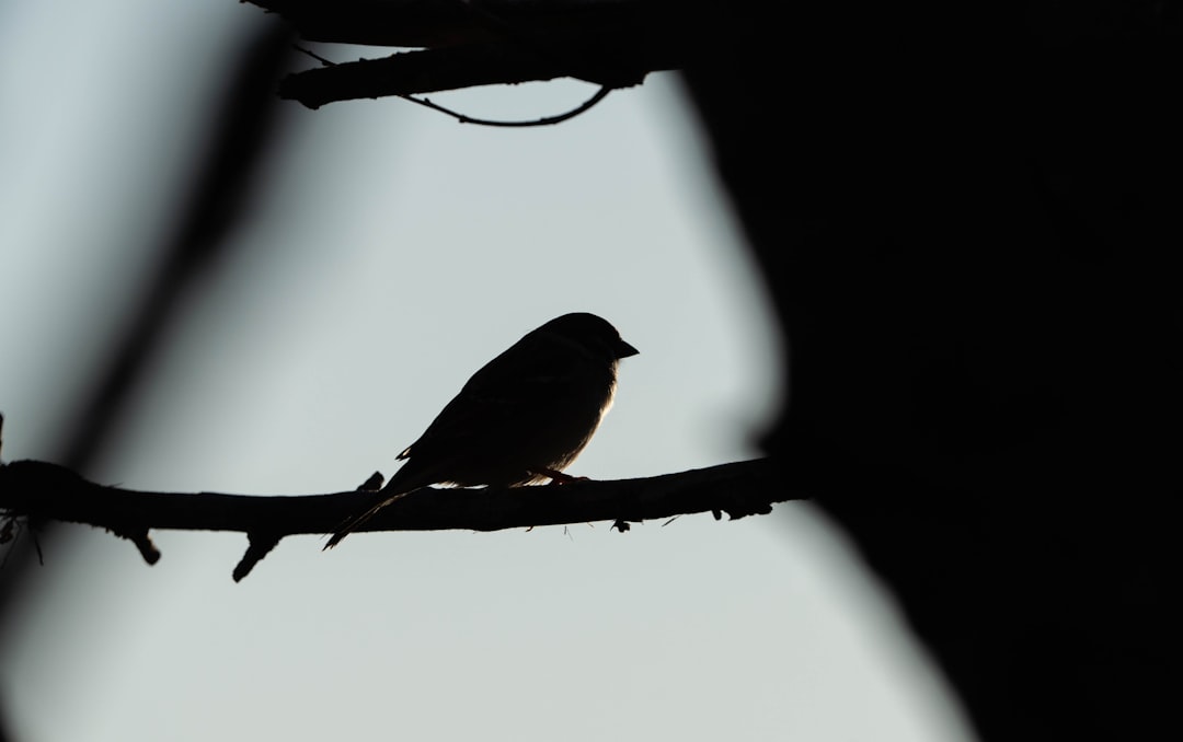 Photo Storytelling bird lighting